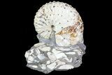 Discoscaphites Gulosus Ammonite - South Dakota #73857-2